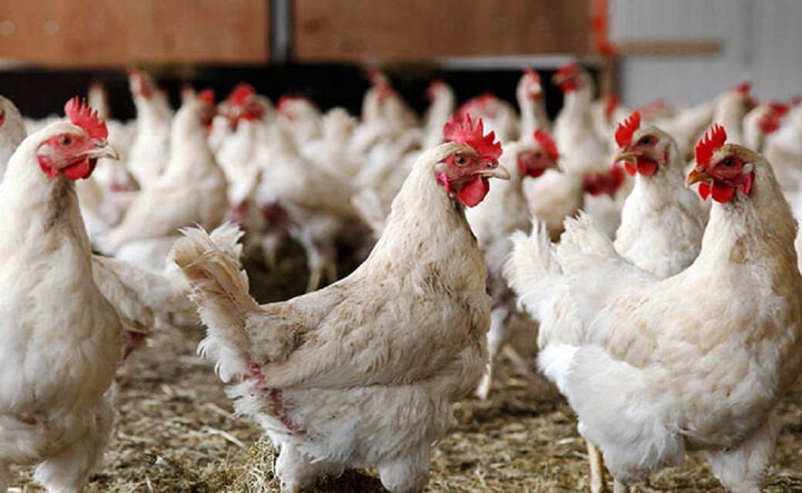 قیمت مرغ تخمگذار بومی ۵ ماهه - سپید طیور